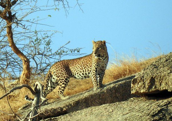 jawai