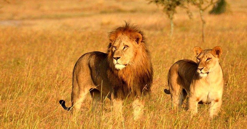 Sasan gir